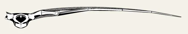 A single elongated pterosaur bone element in lateral view on a pale background