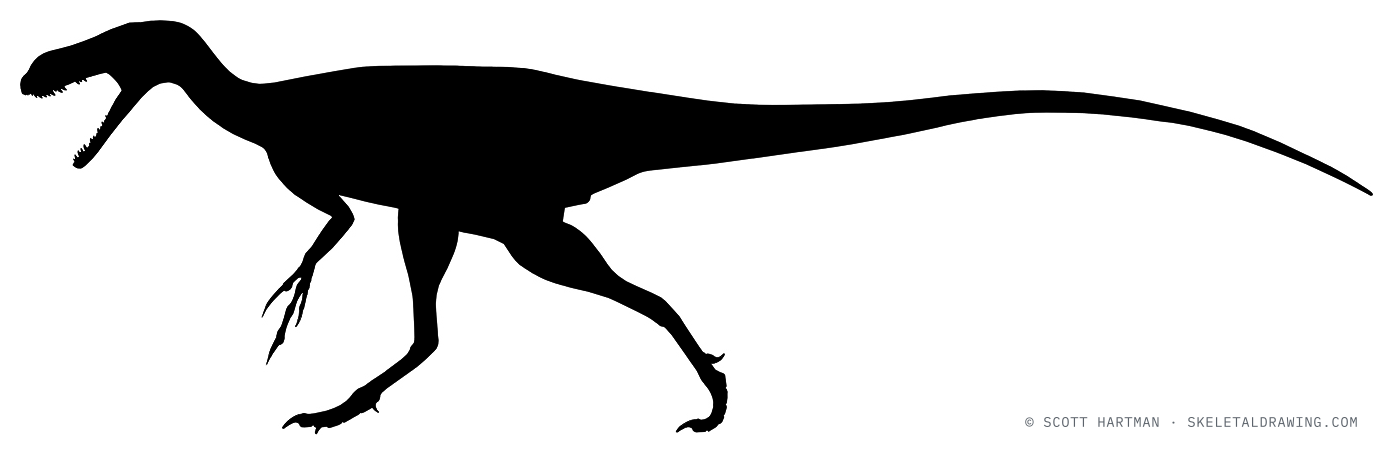 Juratyrant langhami — skeletal reconstruction under revision (placeholder silhouette).