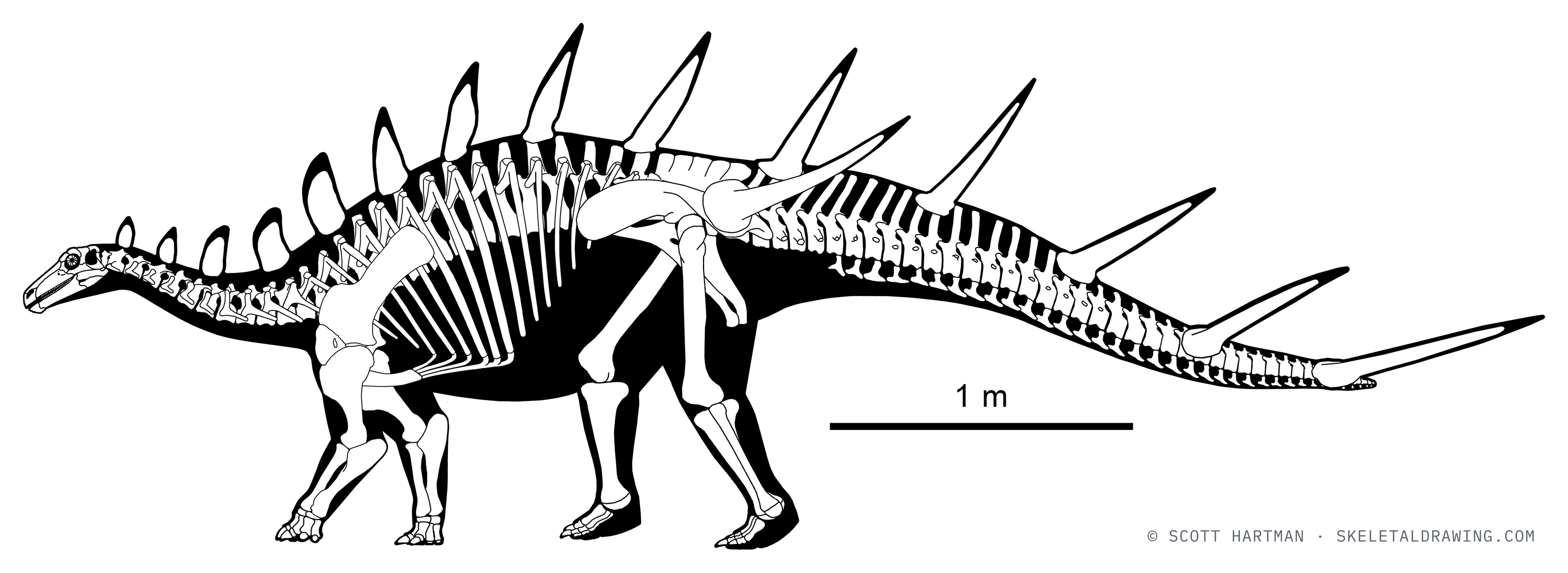 Kentrosaurus aethiopicus skeletal reconstruction — alternative hip-based spine placement.