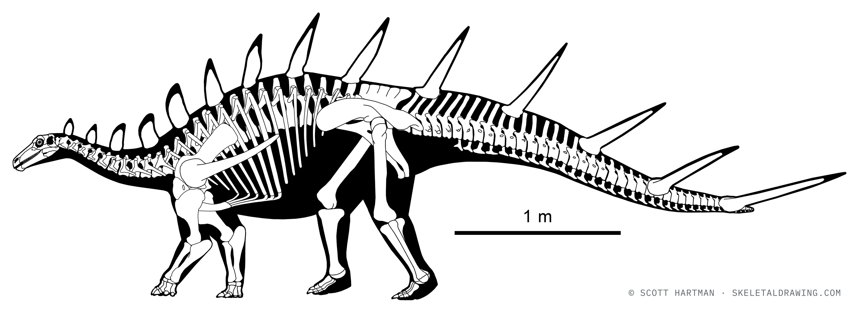 Kentrosaurus aethiopicus skeletal reconstruction, left lateral view, reconstructed length ~5 m.