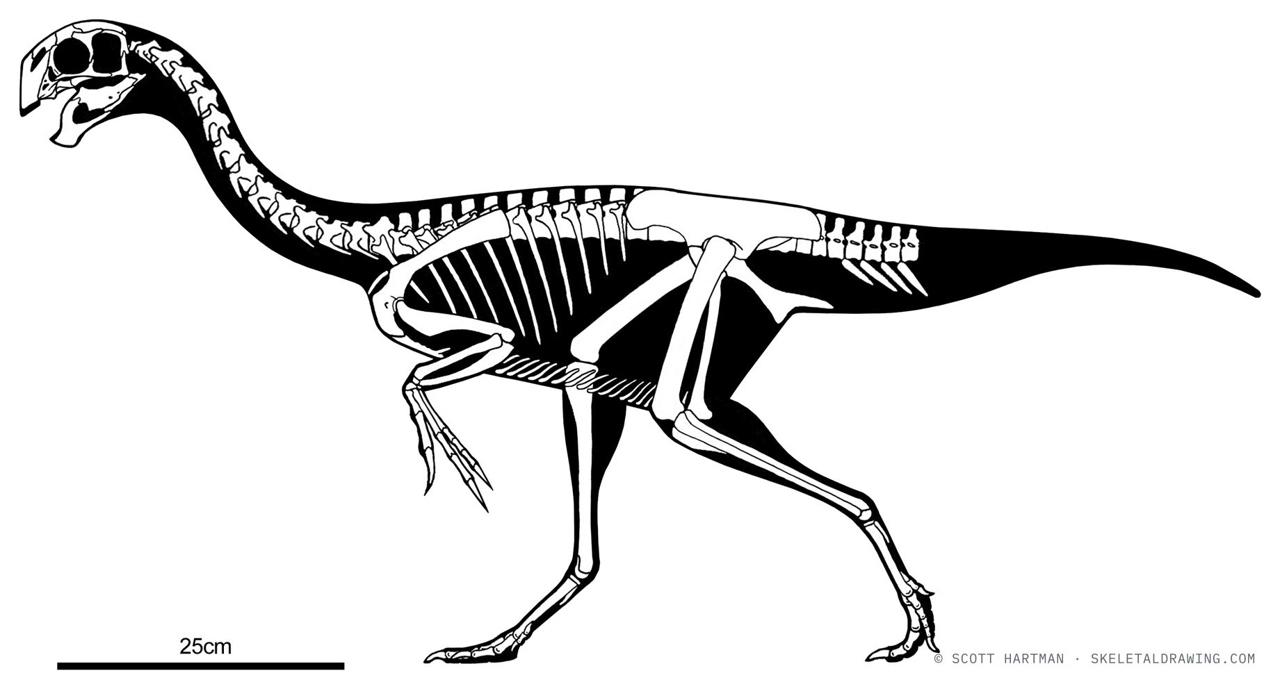 Known skeletal material of Khaan mckennai: preserved elements shown in white against a black body silhouette.