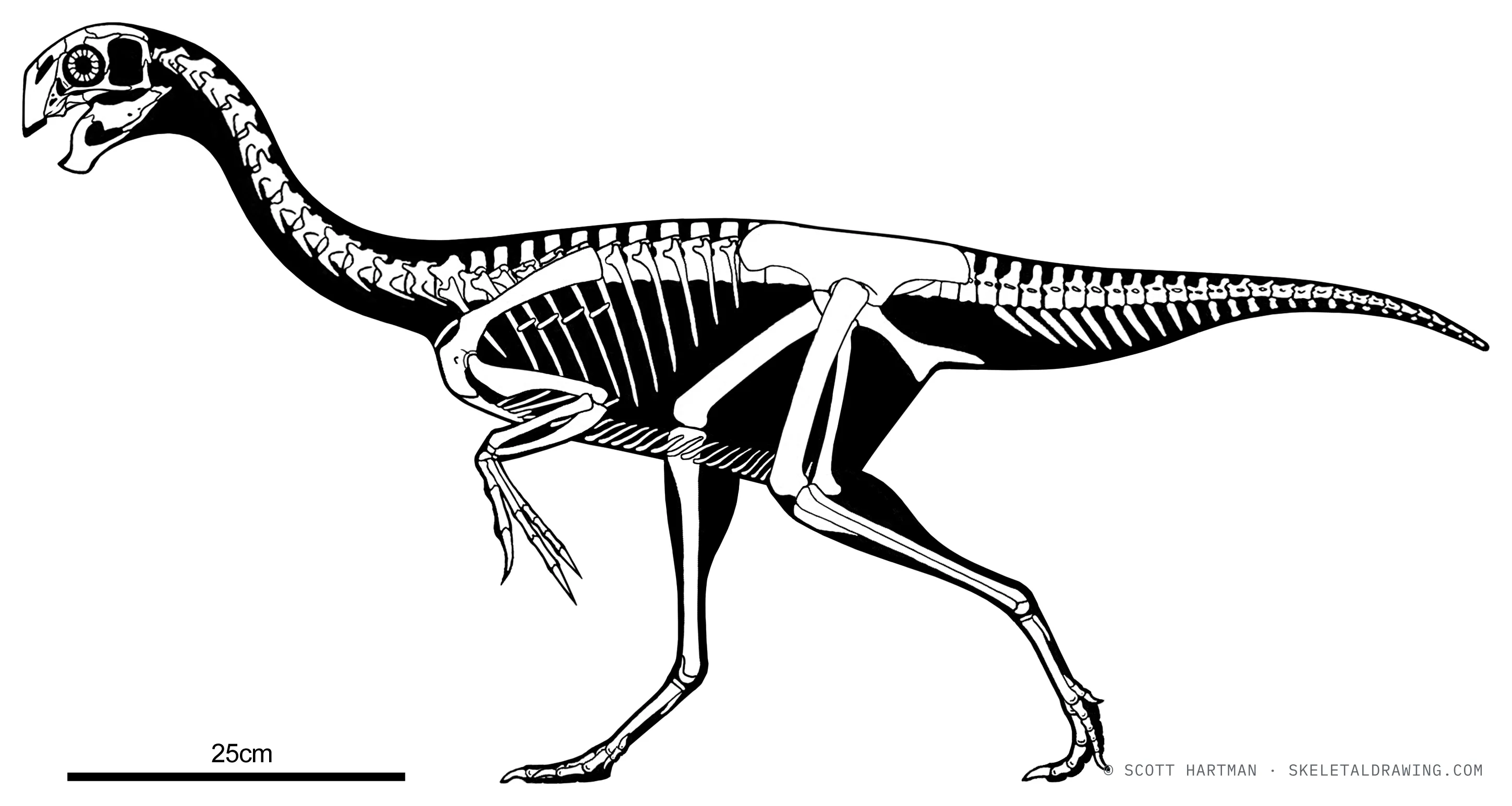 Khaan mckennai skeletal reconstruction, left lateral view, reconstructed length ~1.1 m.