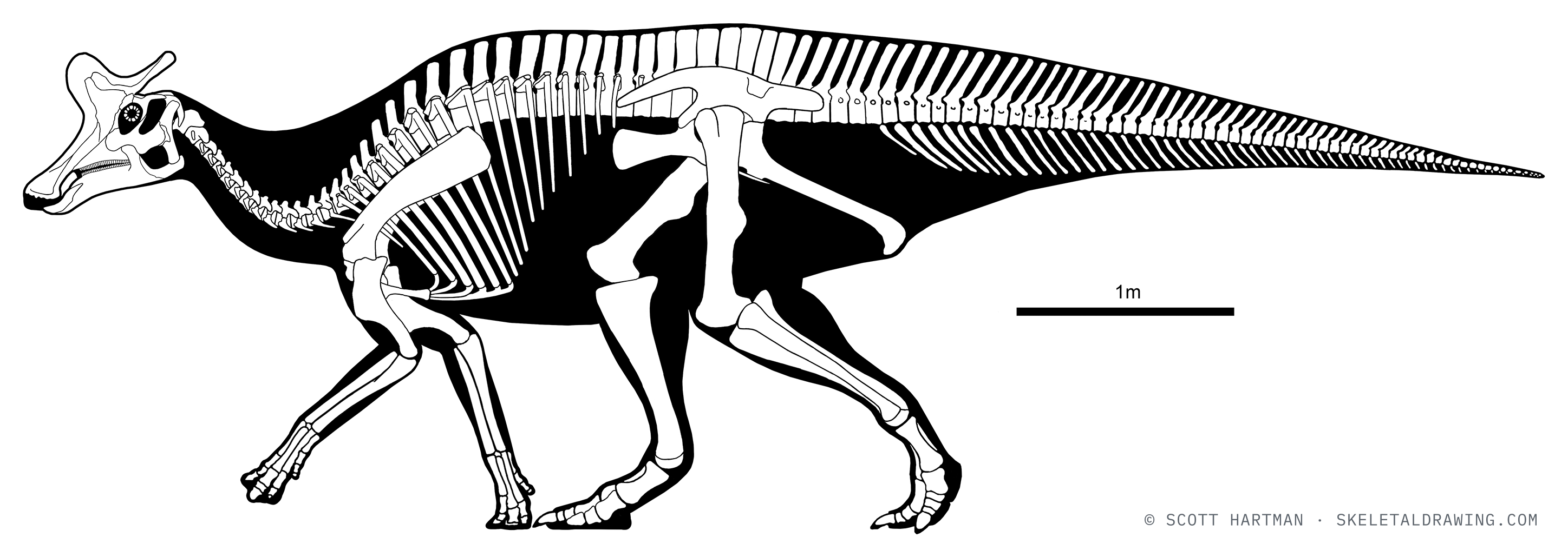 Lambeosaurus lambei skeletal reconstruction, left lateral view, reconstructed length ~7 m.