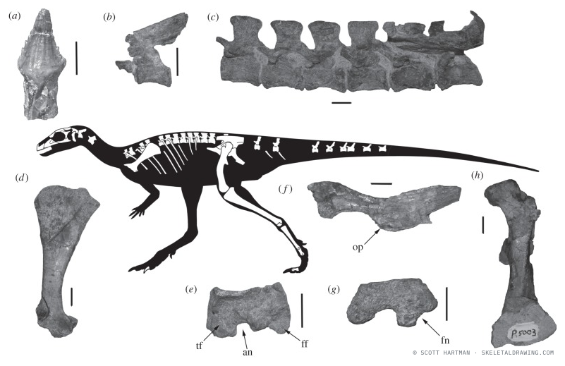 Laquintasaura venezuelae skeletal reconstruction as published in Barrett et al. (2014).
