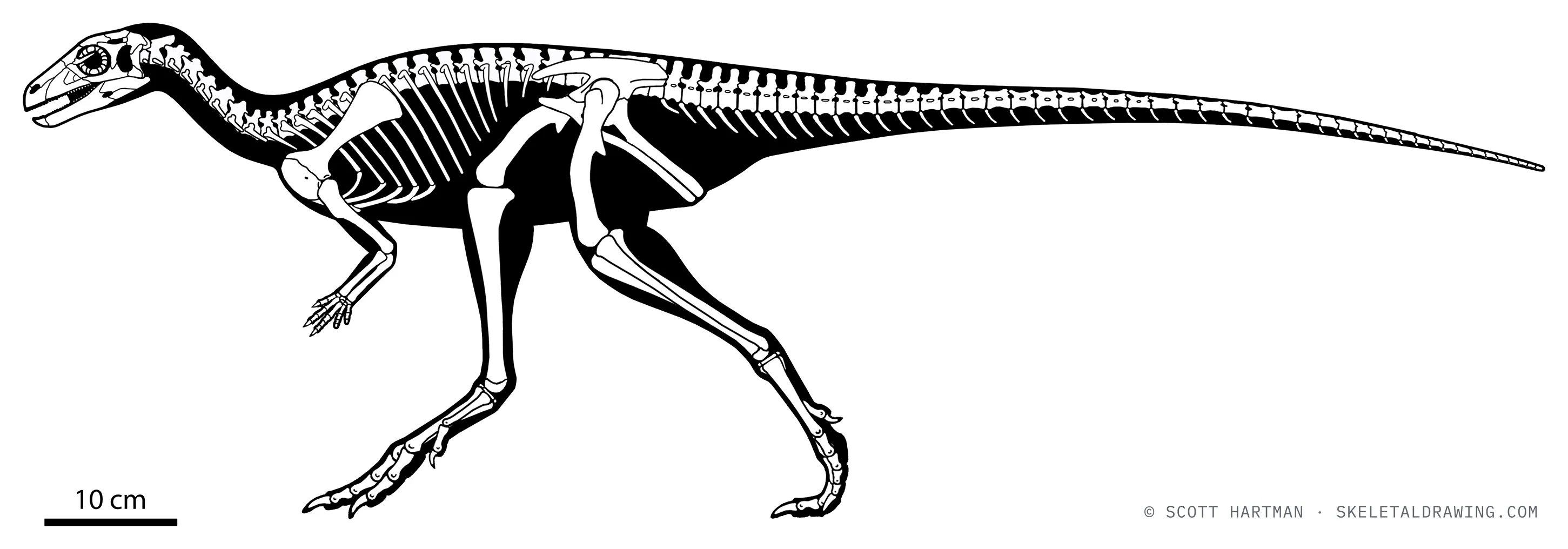 Laquintasaura venezuelae skeletal reconstruction, left lateral view, reconstructed length ~1.2 m.