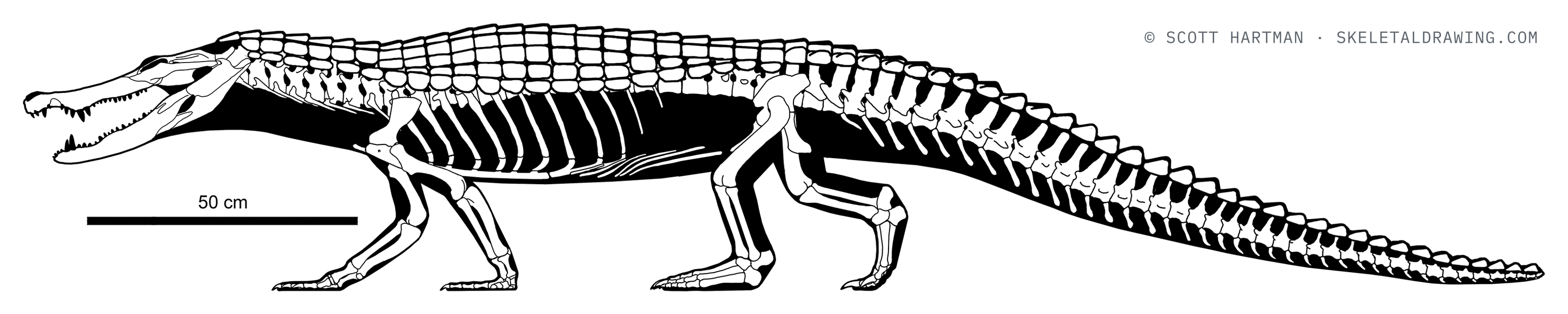 Leidyosuchus canadensis skeletal reconstruction, left lateral view, length ~2.85 m.