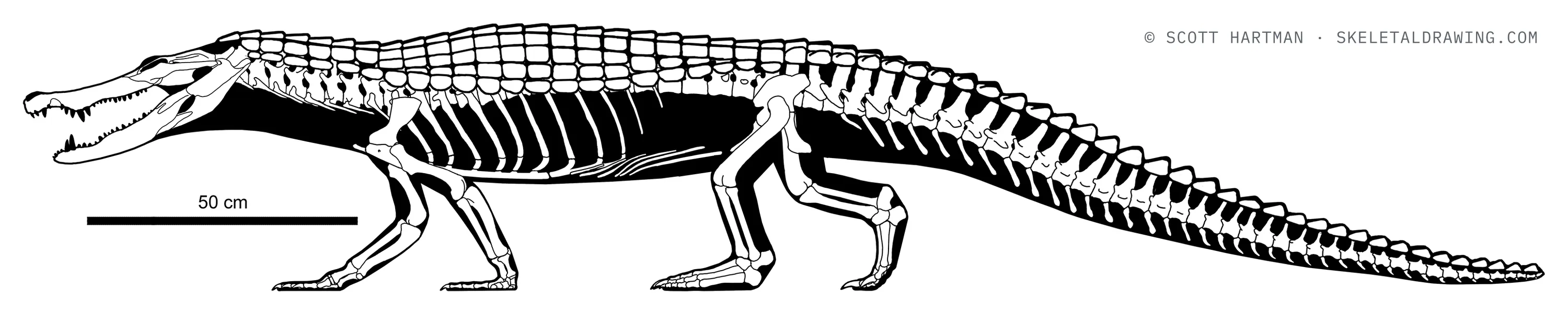 Leidyosuchus canadensis skeletal reconstruction, left lateral view, length ~2.85 m.