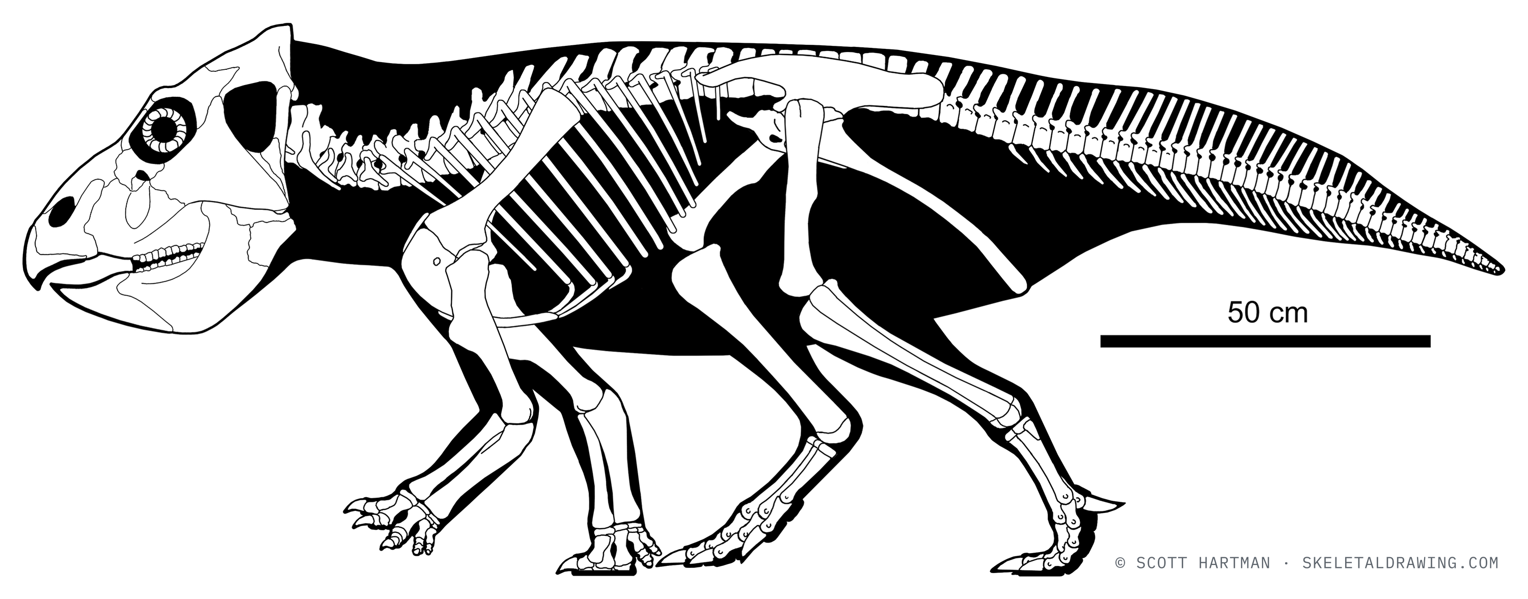 Leptoceratops gracilis skeletal reconstruction, left lateral view, reconstructed length ~2.3 m.
