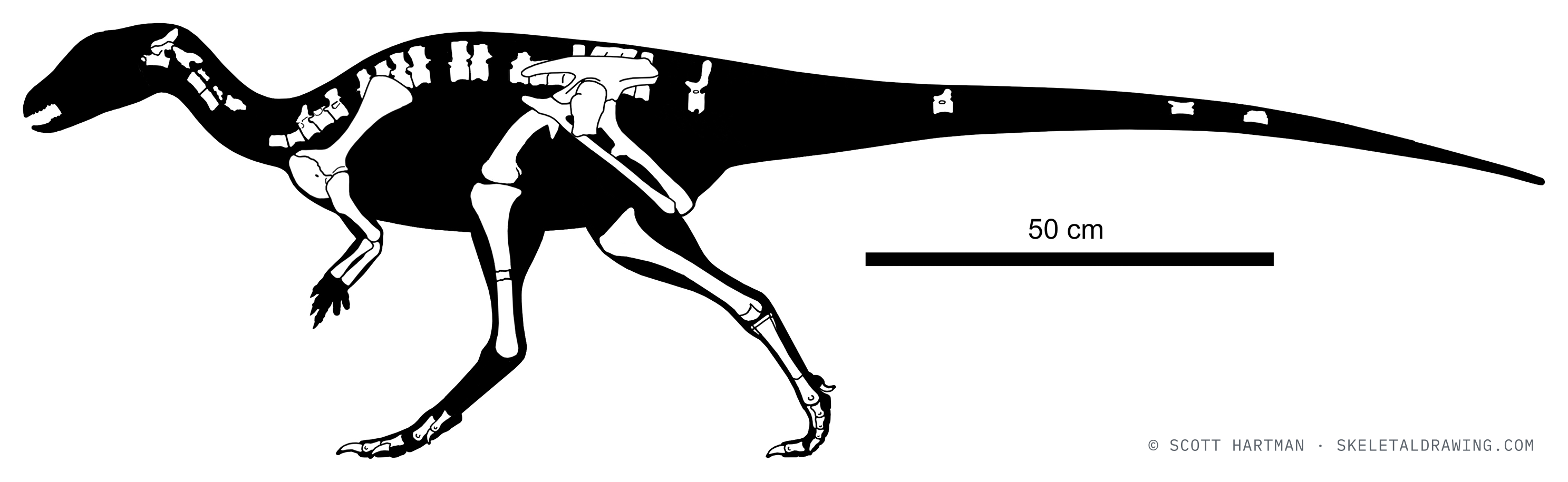 Lesothosaurus diagnosticus — known skeletal material (SAM-PK-K1105), left lateral view; preserved elements in white against a black body silhouette.