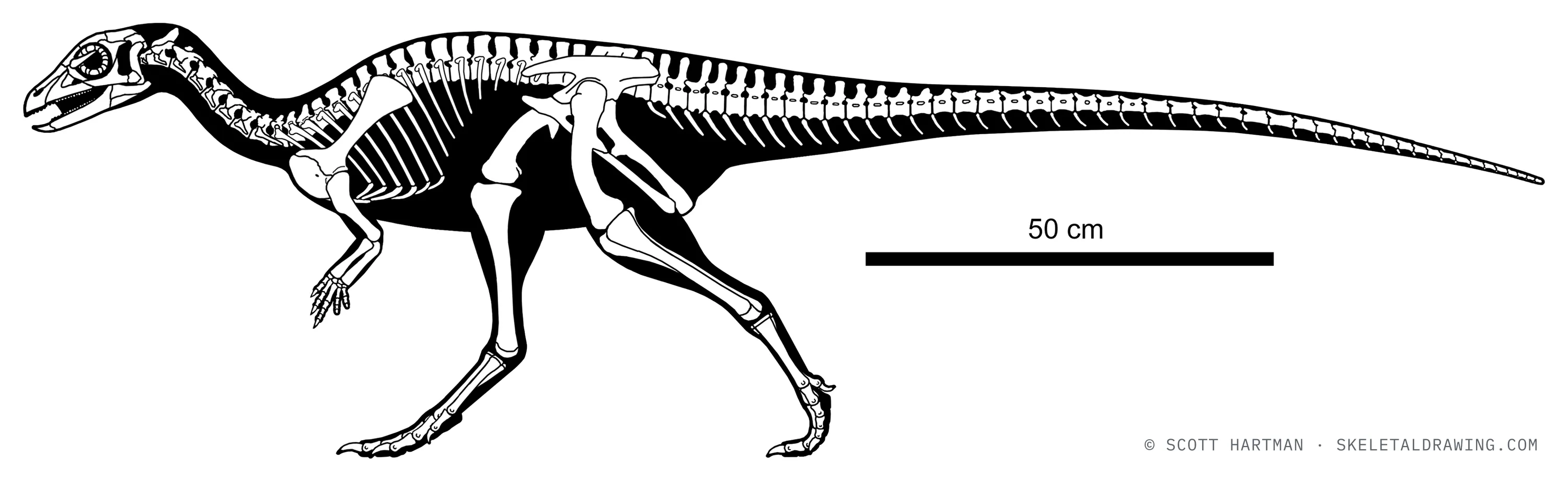 Lesothosaurus diagnosticus skeletal reconstruction, left lateral view, reconstructed length ~1.9 m.