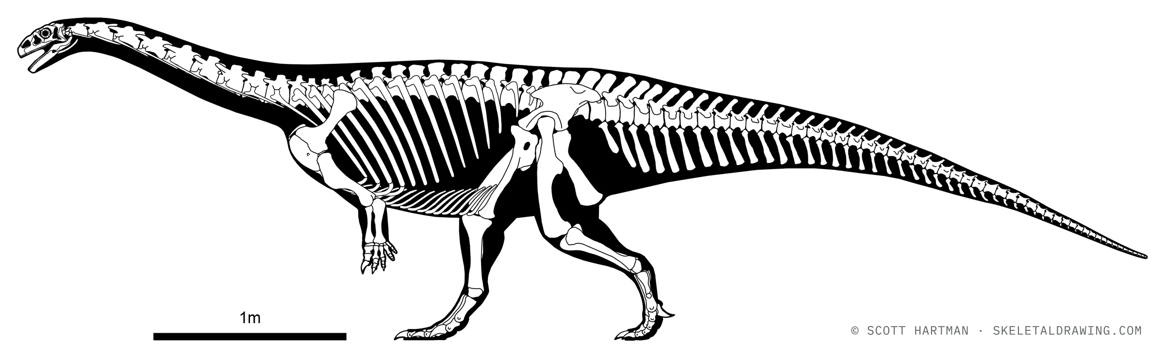 Lufengosaurus huenei skeletal reconstruction, left lateral view, specimen IVPP V15, reconstructed length ~6 m.
