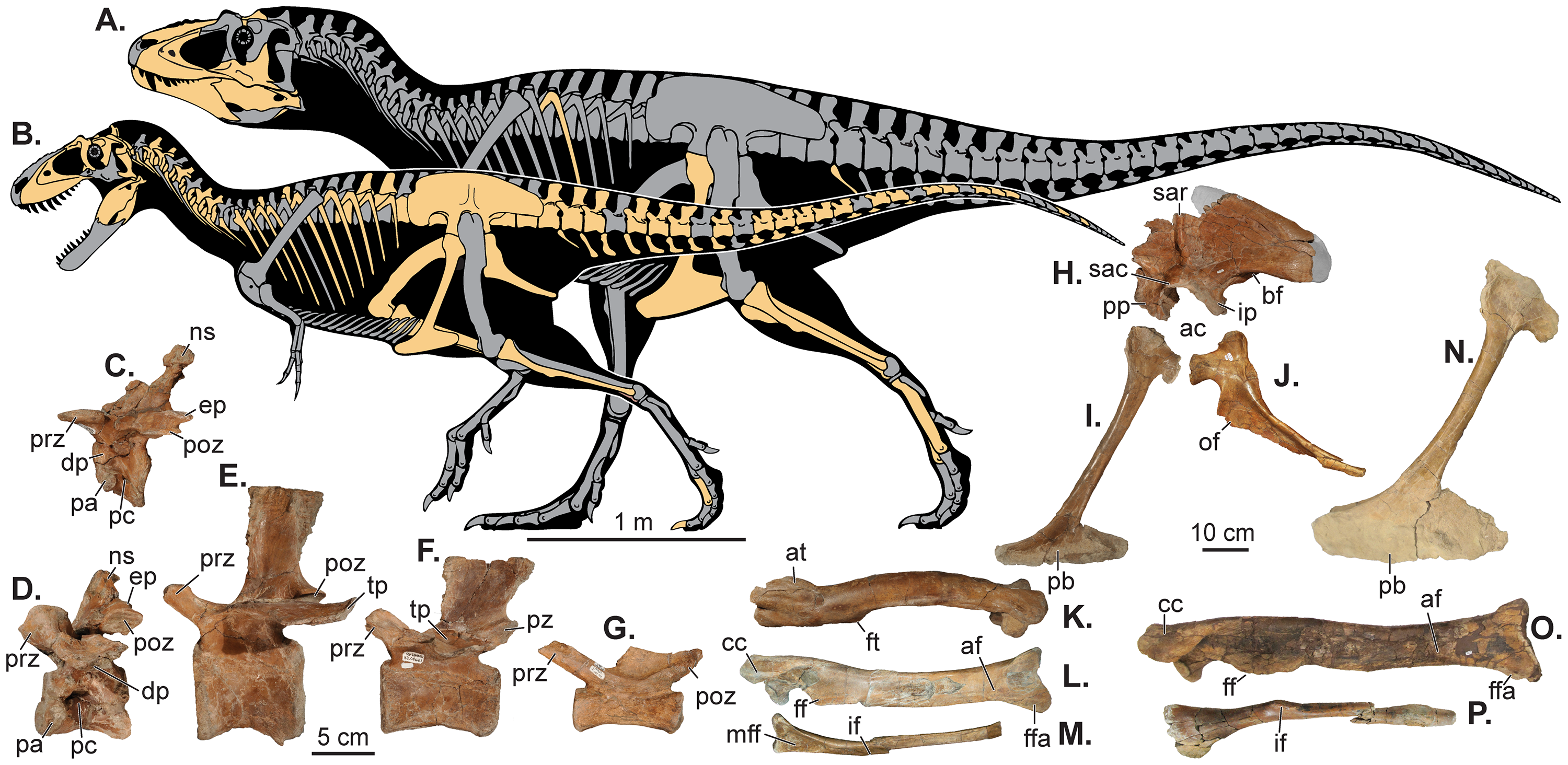 Skeletal reconstruction and known material of Lythronax argestes from the describing paper (Loewen et al. 2013).