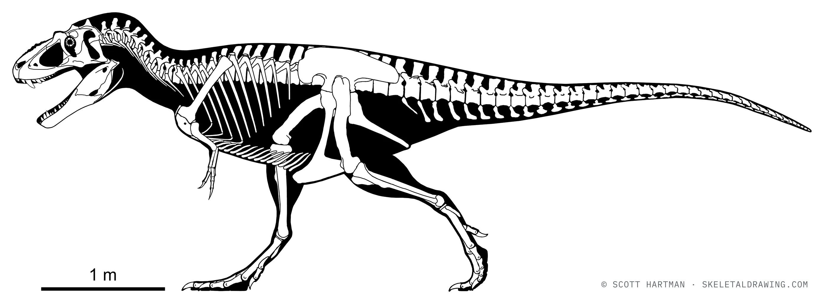 Lythronax argestes skeletal reconstruction, left lateral view, reconstructed length ~6.5 m.