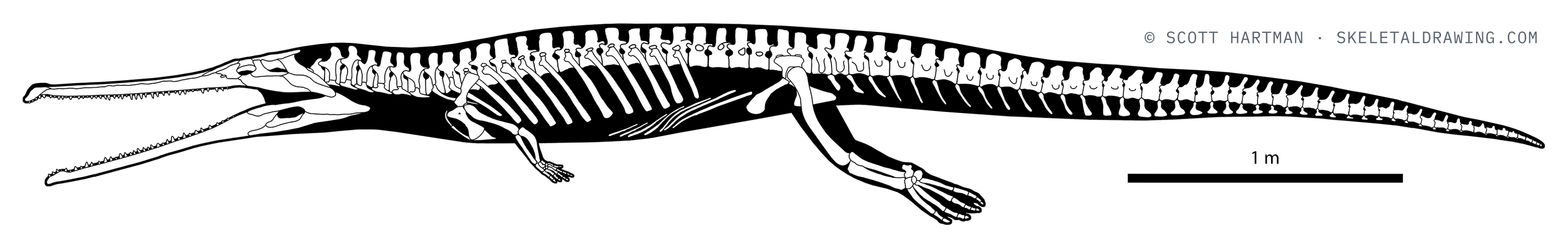 Macrospondylus bollensis skeletal reconstruction, left lateral view, length ~5.6 m.