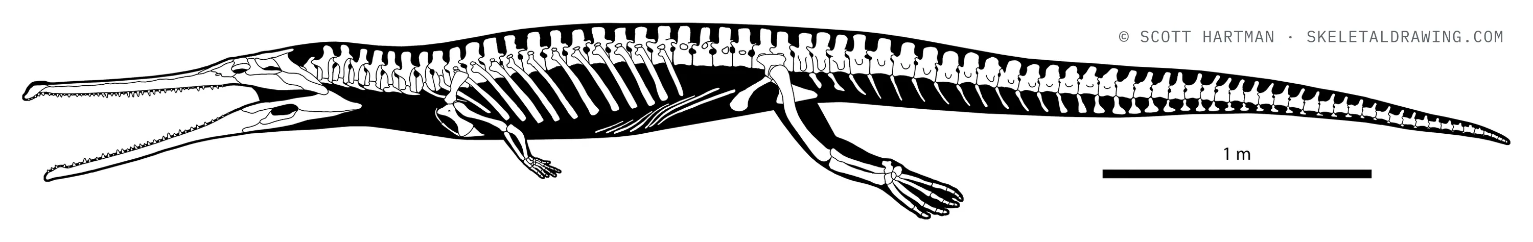 Macrospondylus bollensis skeletal reconstruction, left lateral view, length ~5.6 m.
