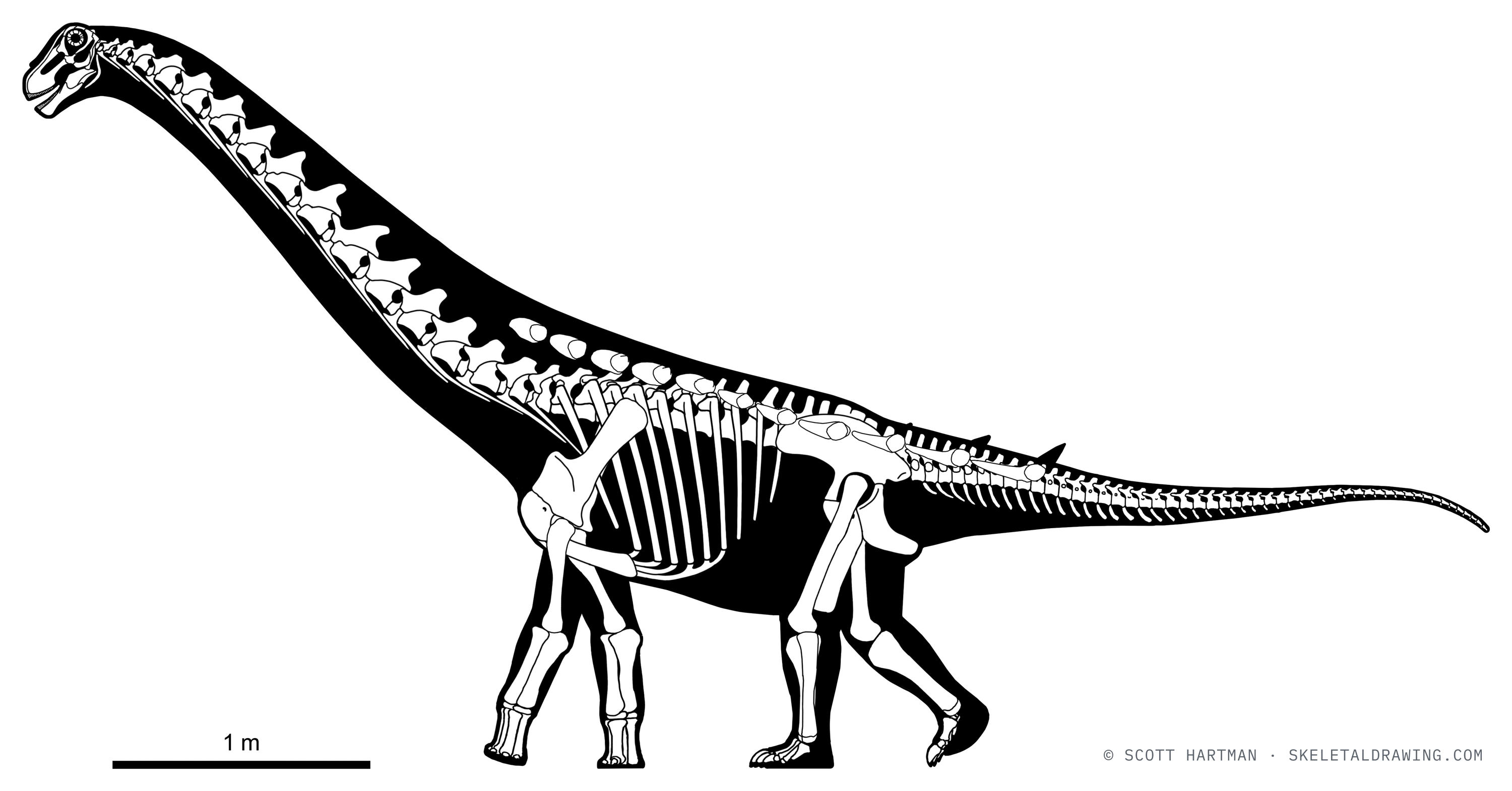 Magyarosaurus dacus skeletal reconstruction with a speculative arrangement of dermal armor (osteoderms), left lateral view.