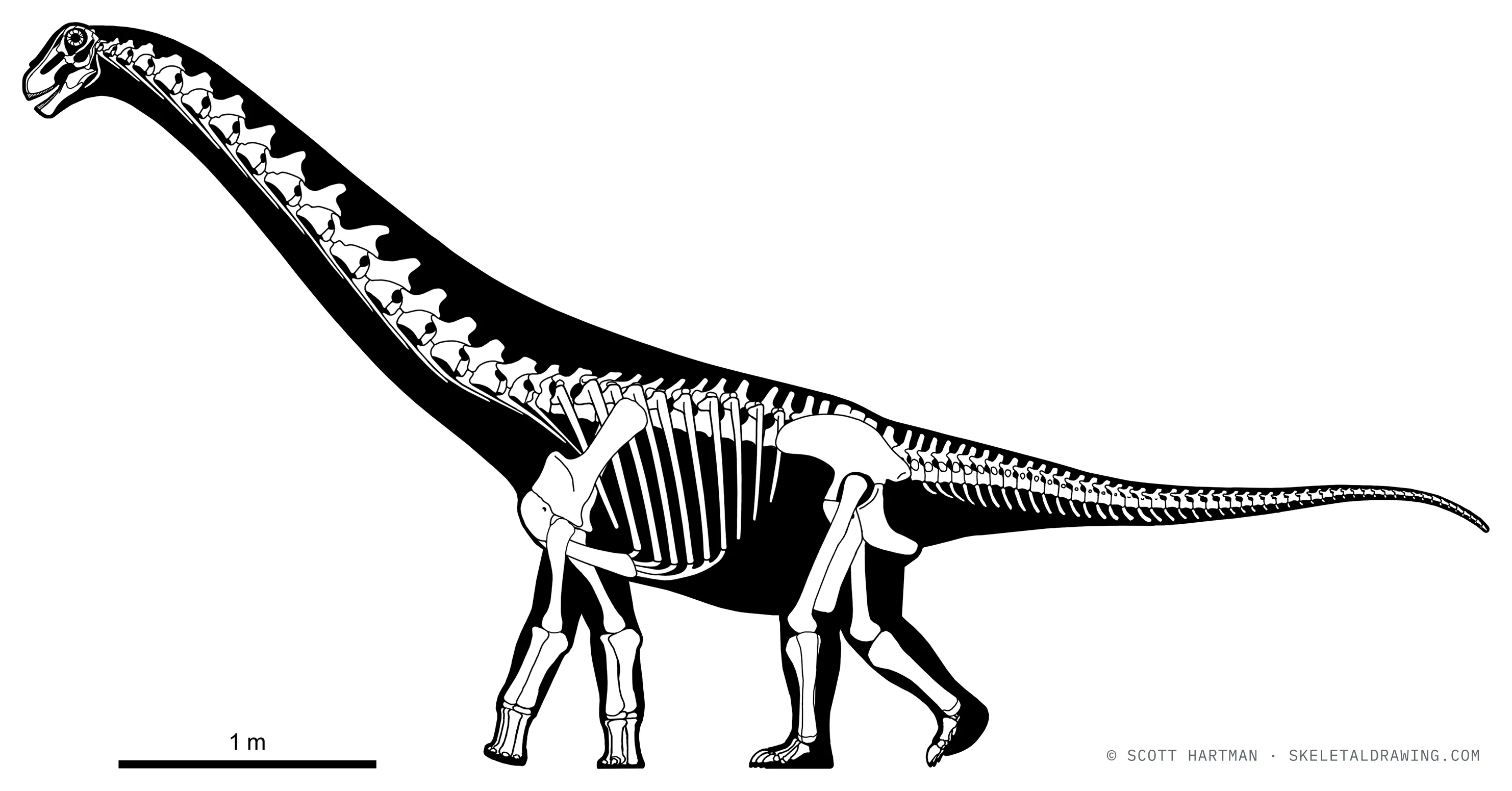 Magyarosaurus dacus skeletal reconstruction, left lateral view, reconstructed length ~6 m.