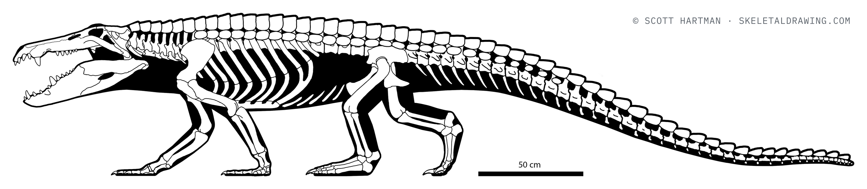 Mahajangasuchus insignis skeletal reconstruction, left lateral view, length ~4.1 m.