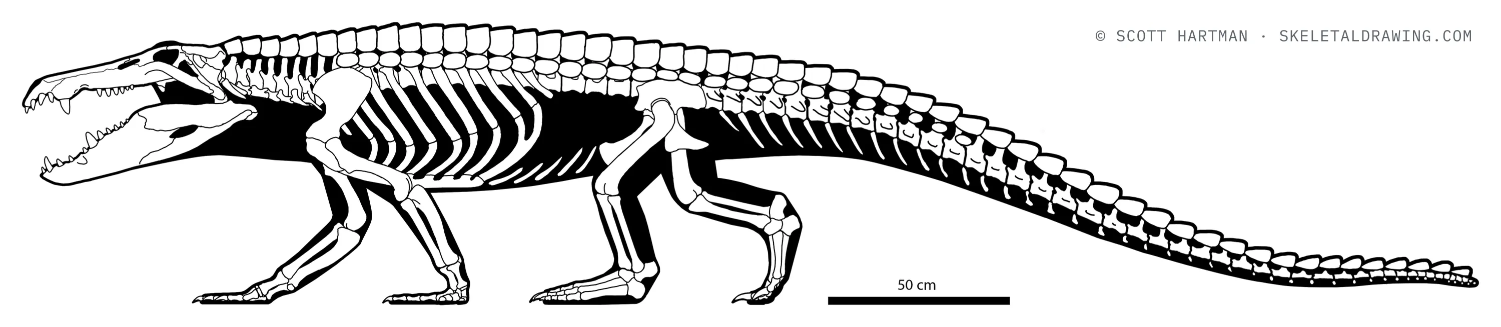 Mahajangasuchus insignis skeletal reconstruction, left lateral view, length ~4.1 m.