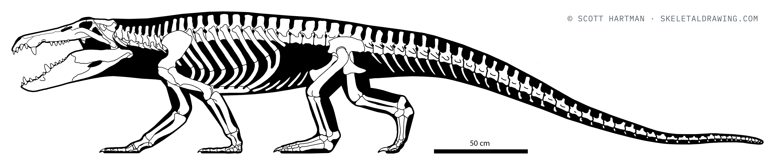Mahajangasuchus insignis — Without armor.