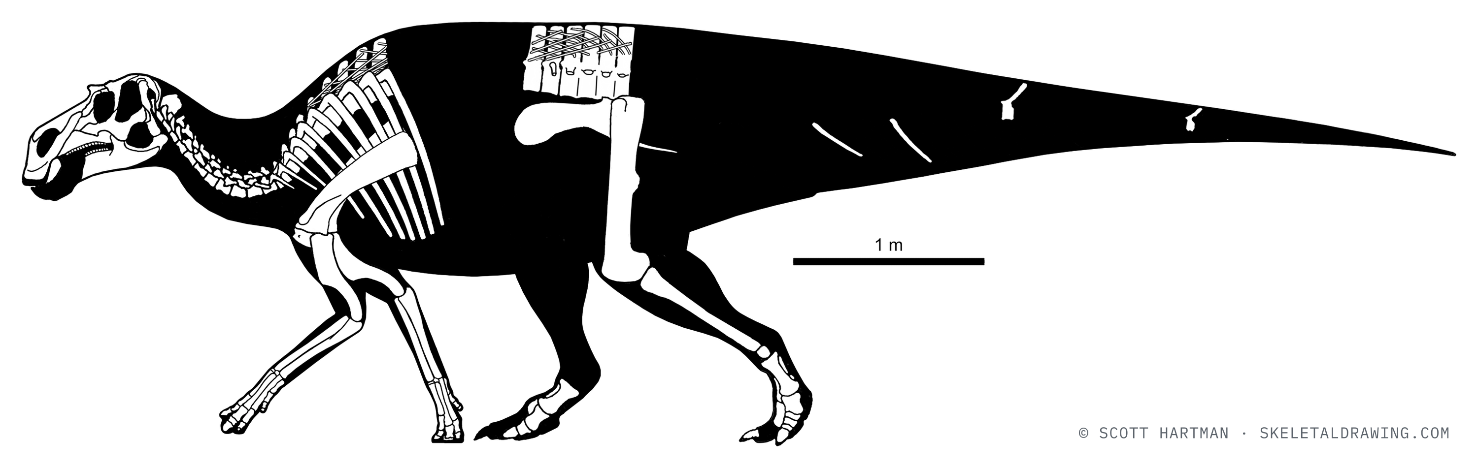 Maiasaura peeblesorum — known skeletal material (ROM 44770), left lateral view; preserved elements in white against a black body silhouette.