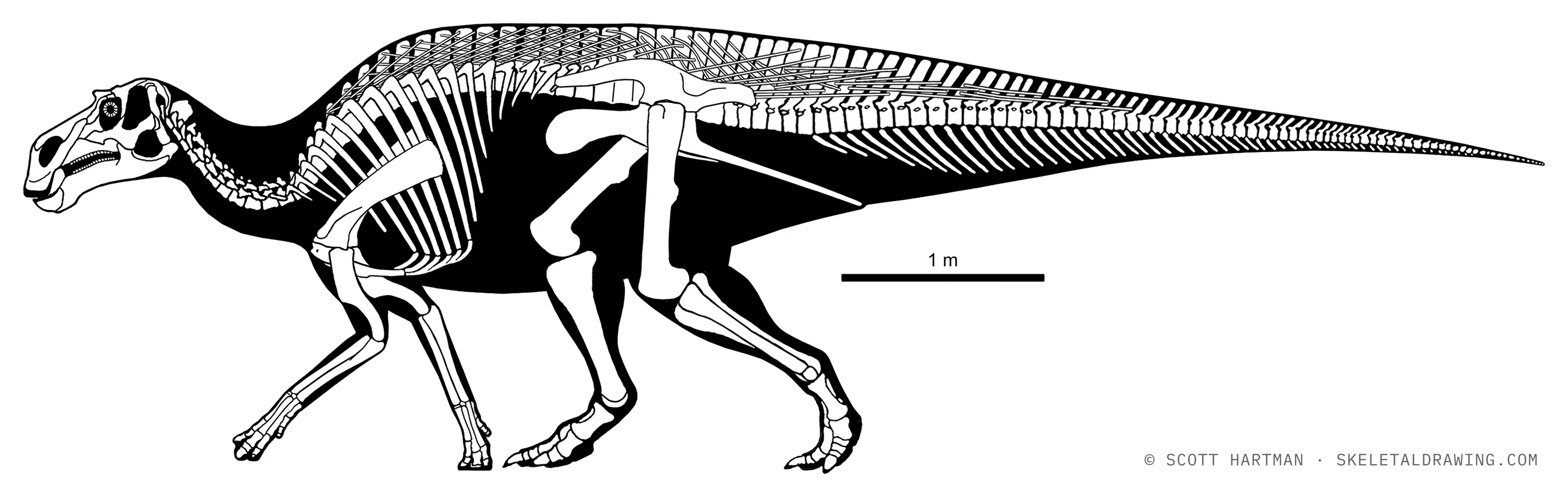 Maiasaura peeblesorum skeletal reconstruction, left lateral view, reconstructed length ~7 m.