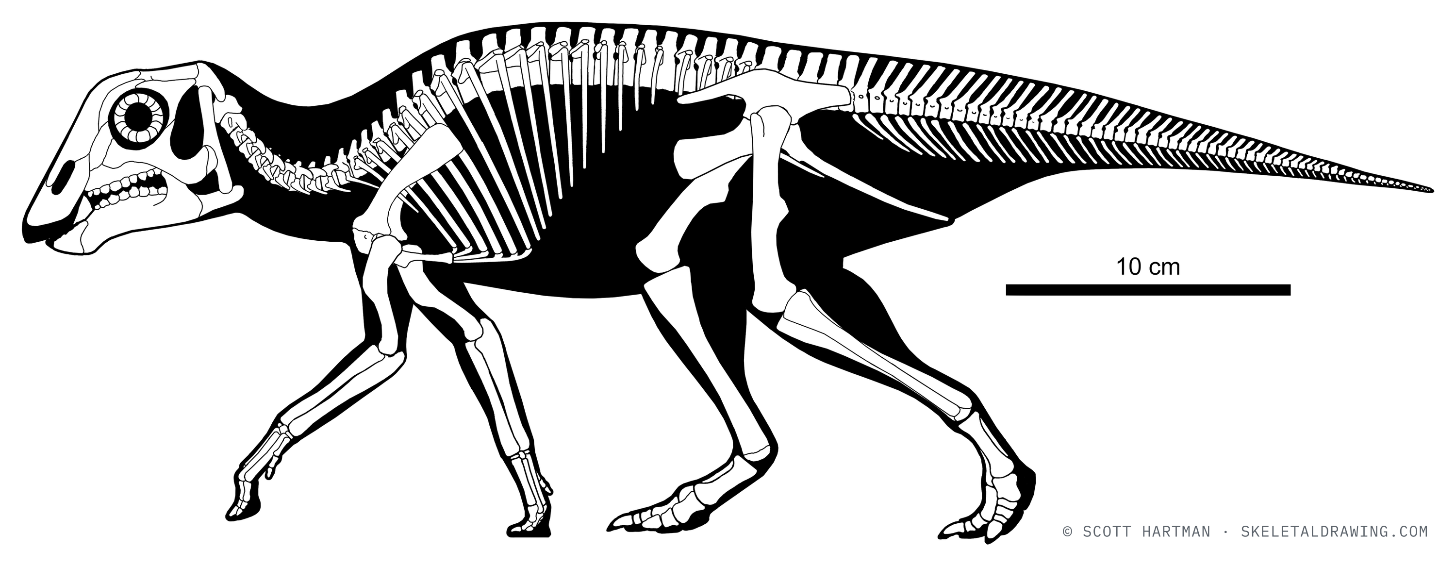 Maiasaura peeblesorum skeletal reconstruction — hatchling.