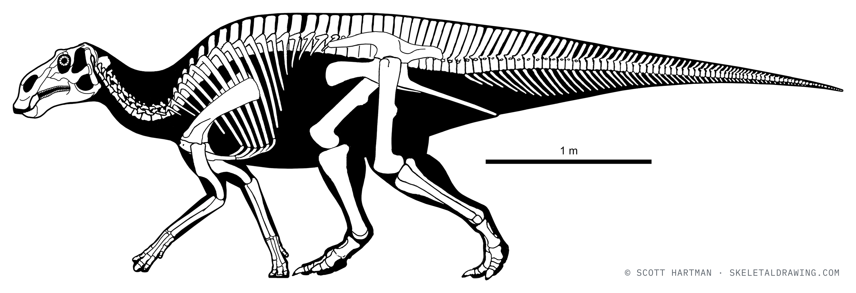 Maiasaura peeblesorum skeletal reconstruction — subadult (two years).