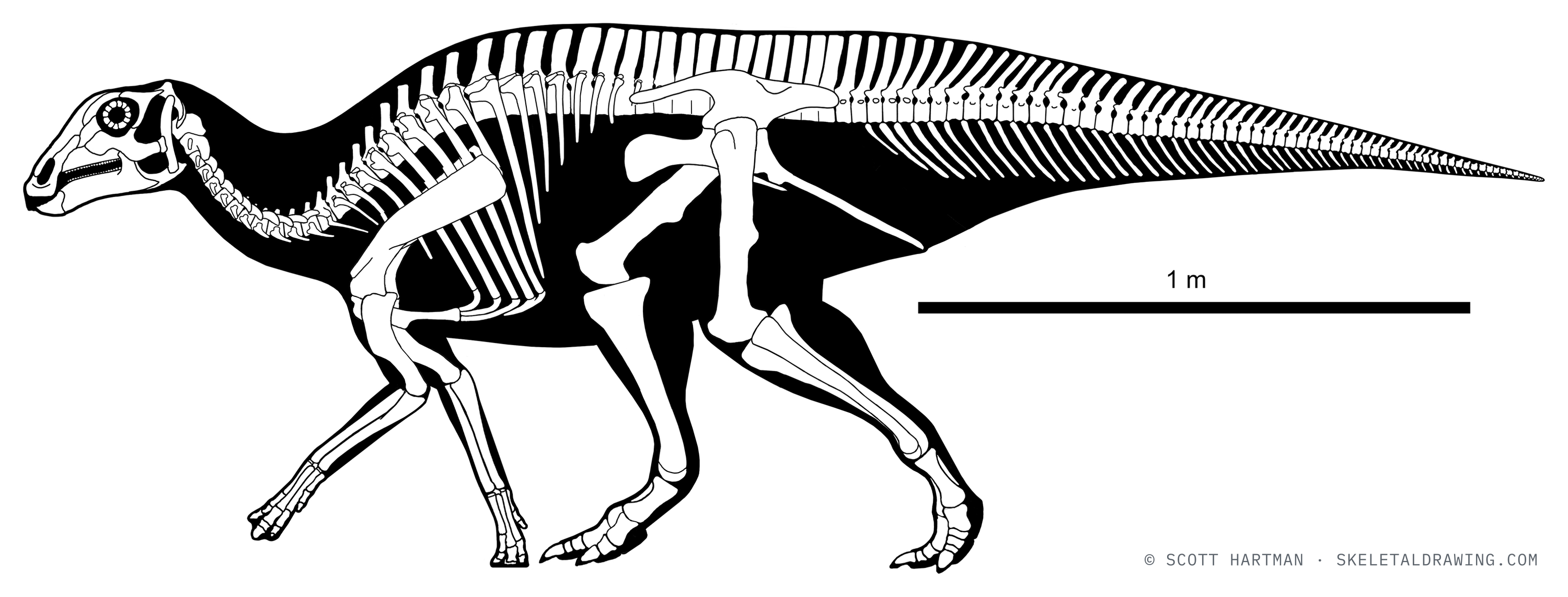 Maiasaura peeblesorum skeletal reconstruction — yearling.