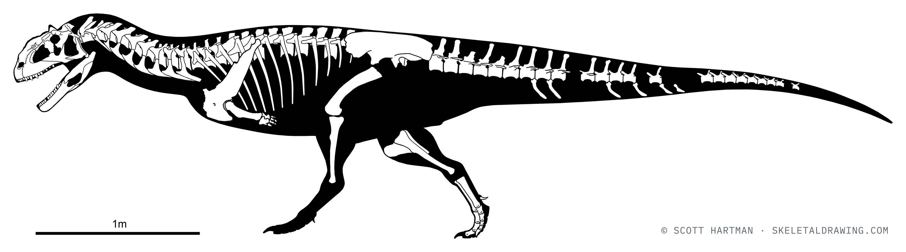Known skeletal material of Majungasaurus crenatissimus: preserved elements shown in white against a black body silhouette.