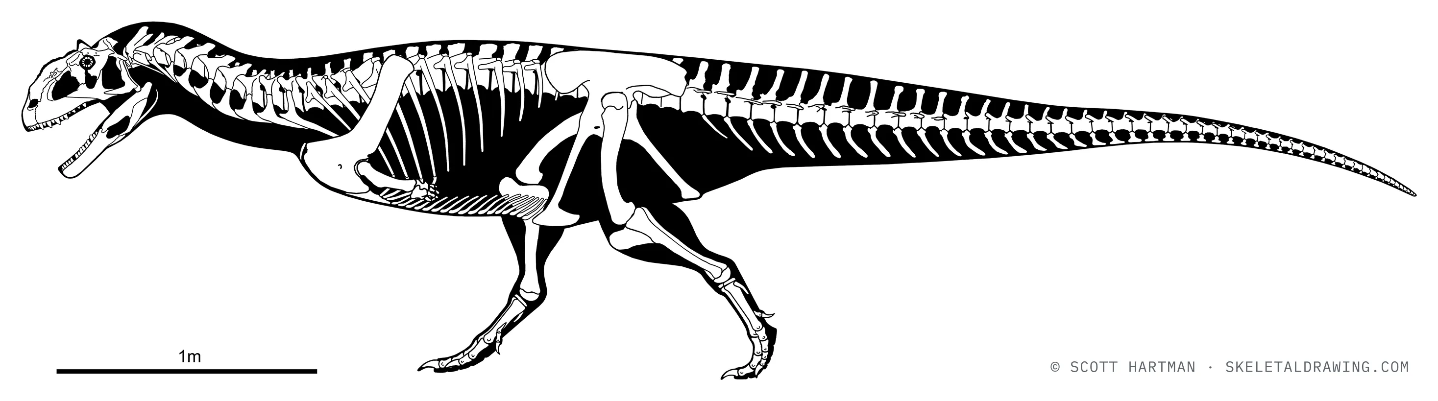 Majungasaurus crenatissimus skeletal reconstruction, left lateral view, reconstructed length ~5.4 m.