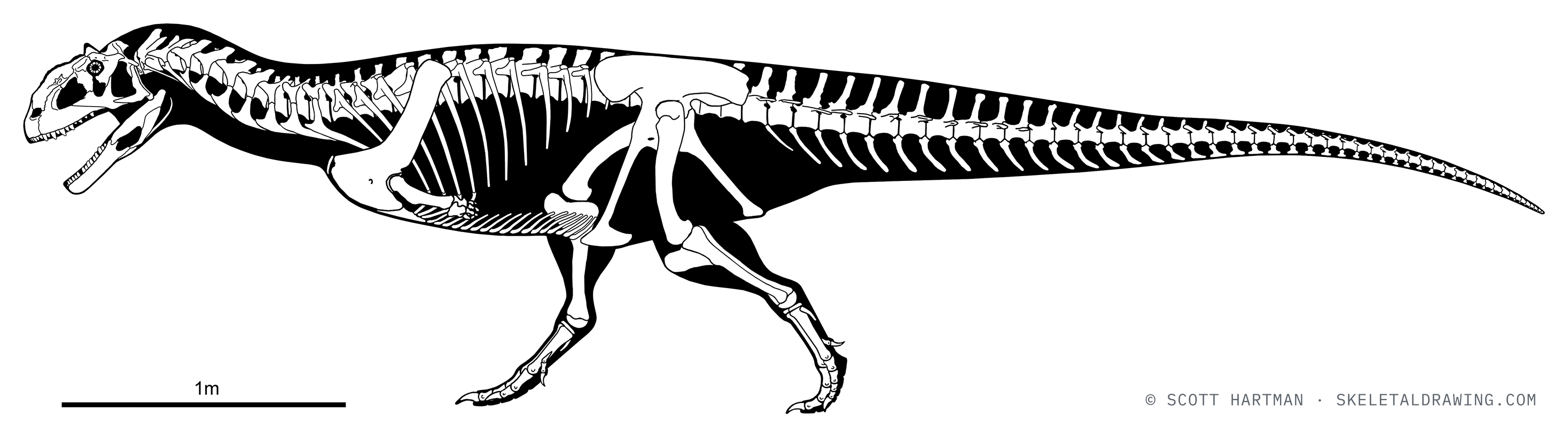 Majungasaurus crenatissimus skeletal reconstruction, left lateral view, reconstructed length ~5.4 m.