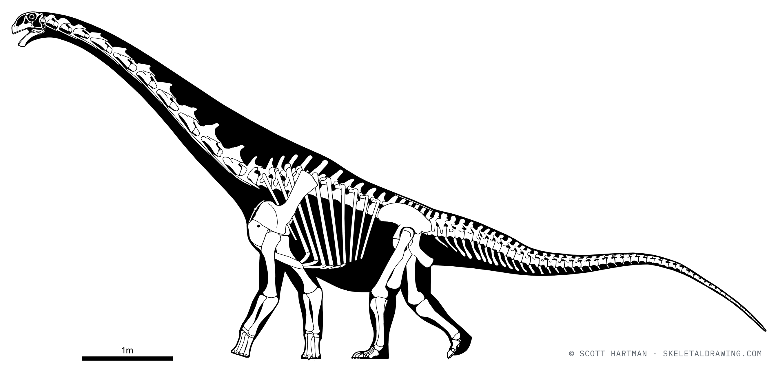 Malawisaurus dixeyi skeletal reconstruction, left lateral view, specimen SAM-7405, reconstructed length ~10 m.