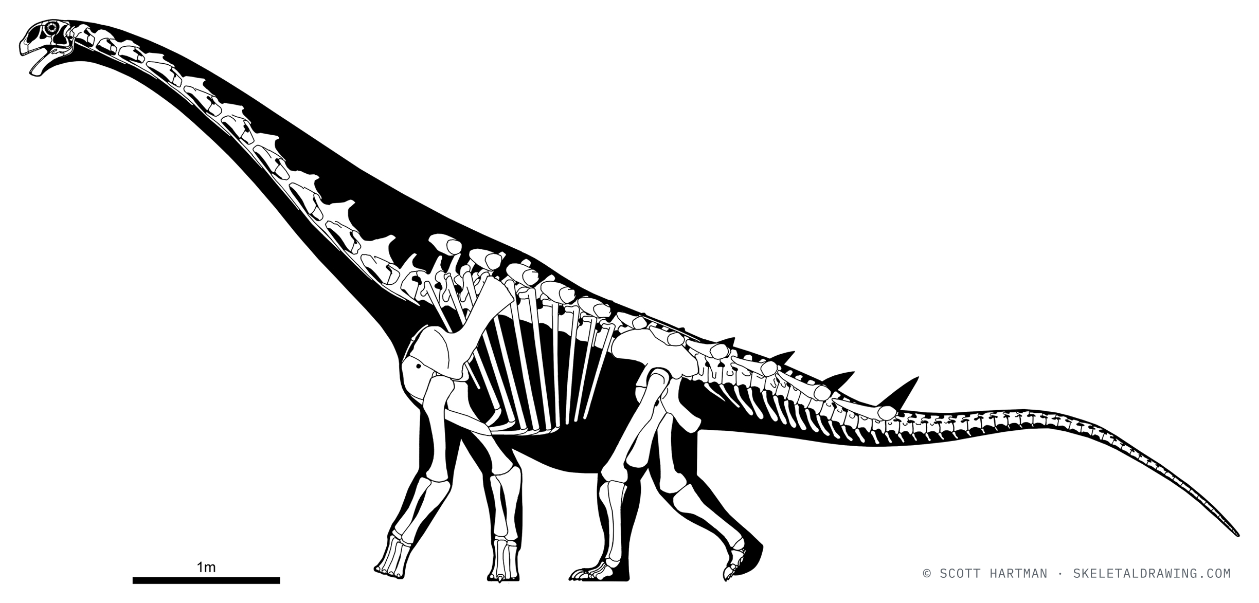 Speculative dermal armor of Malawisaurus dixeyi (SAM-7405).