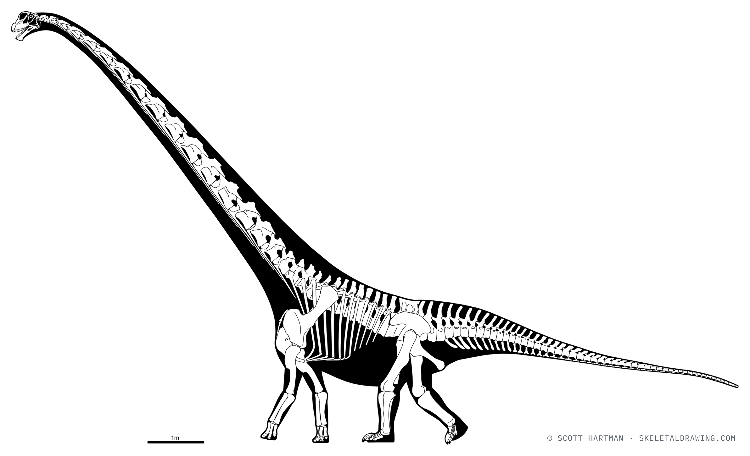 Mamenchisaurus youngi skeletal reconstruction, left lateral view, specimen ZDM 0083, reconstructed length ~15 m.