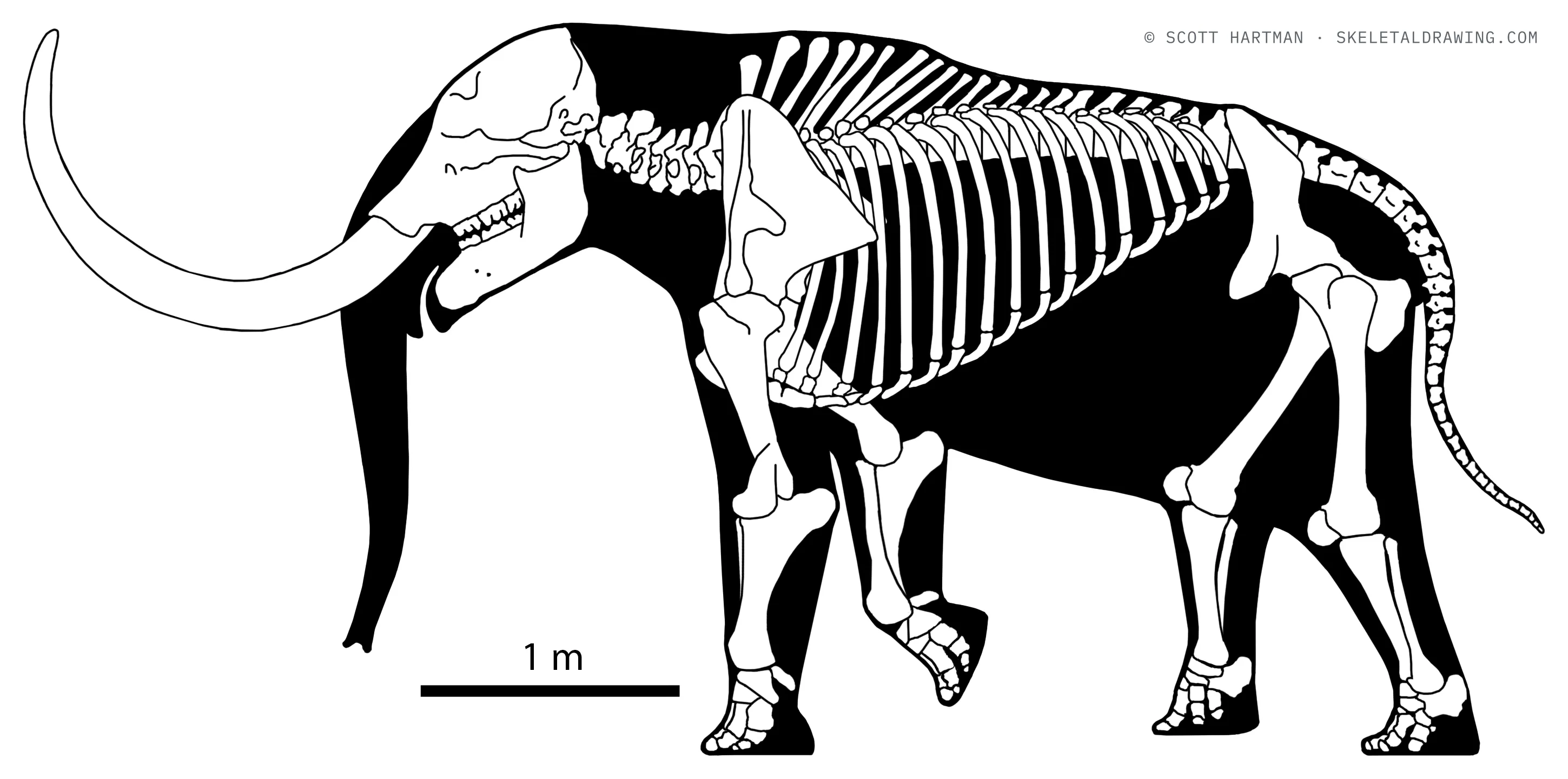 Mammut americanum skeletal reconstruction, left lateral view, length ~5 m.
