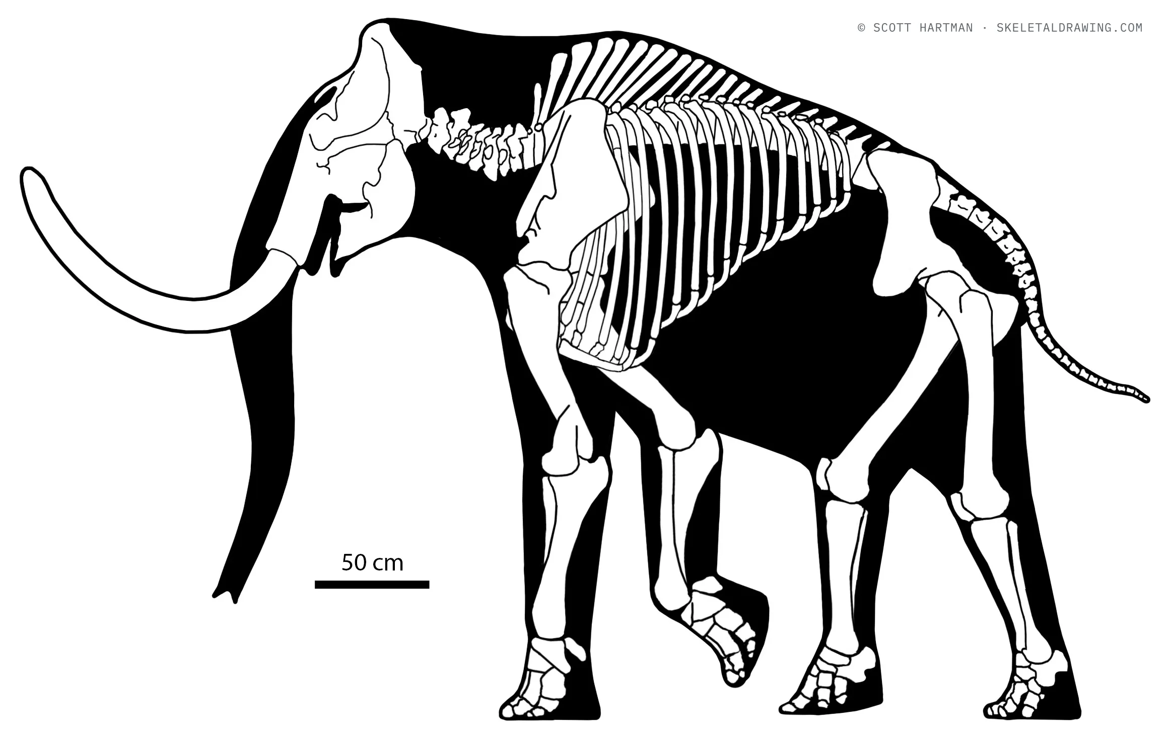 Mammuthus primigenius skeletal reconstruction, left lateral view, length ~5.2 m.