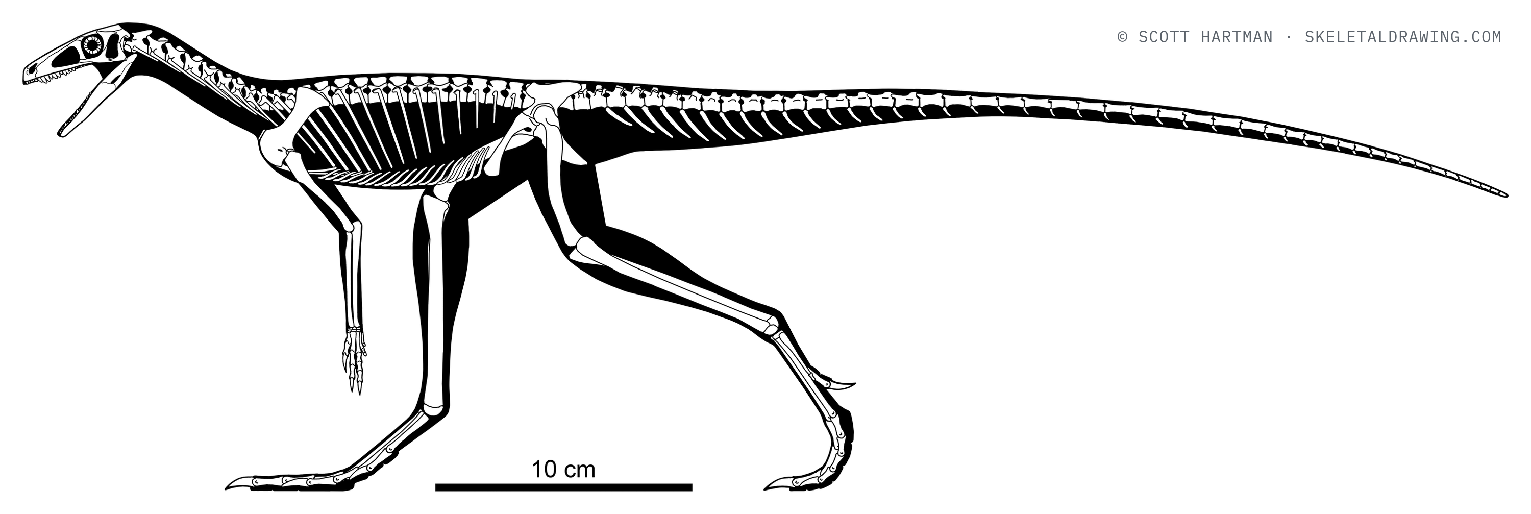 Marasuchus lilloensis skeletal reconstruction, left lateral view, length 60 cm.