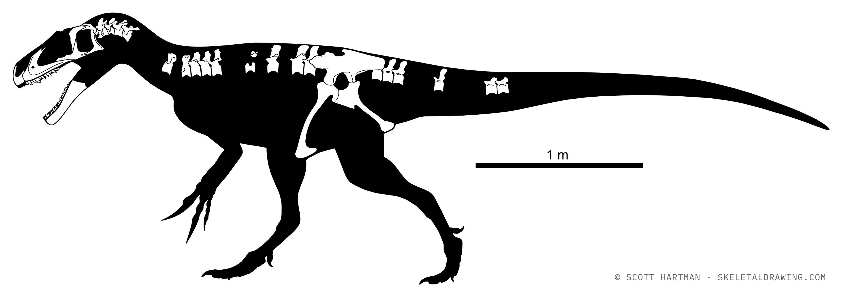 Known skeletal material of Marshosaurus bicentesimus: preserved elements shown in white against a black body silhouette.