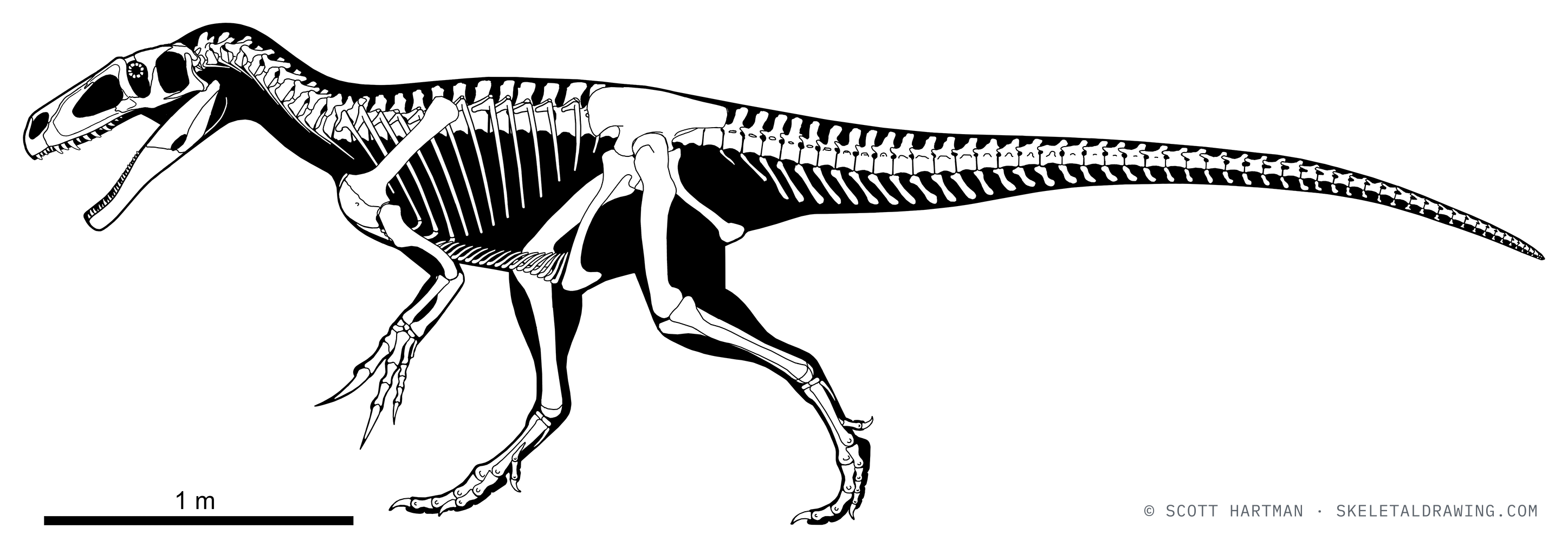 Marshosaurus bicentesimus skeletal reconstruction, left lateral view, reconstructed length ~5 m.