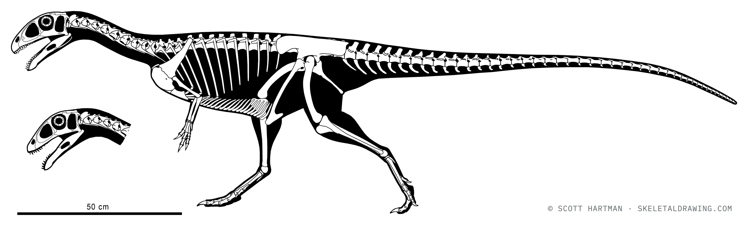 Masiakasaurus knopfleri skeletal reconstruction, left lateral view, reconstructed length ~2.2 m.