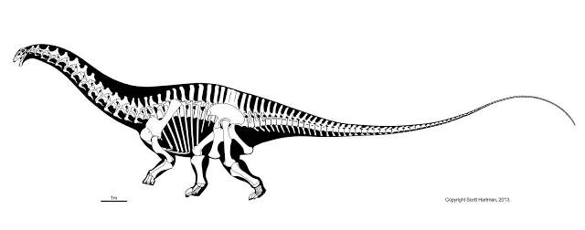 Skeletal reconstruction of a diplodocid sauropod in left lateral view with a long neck and long whip-like tail