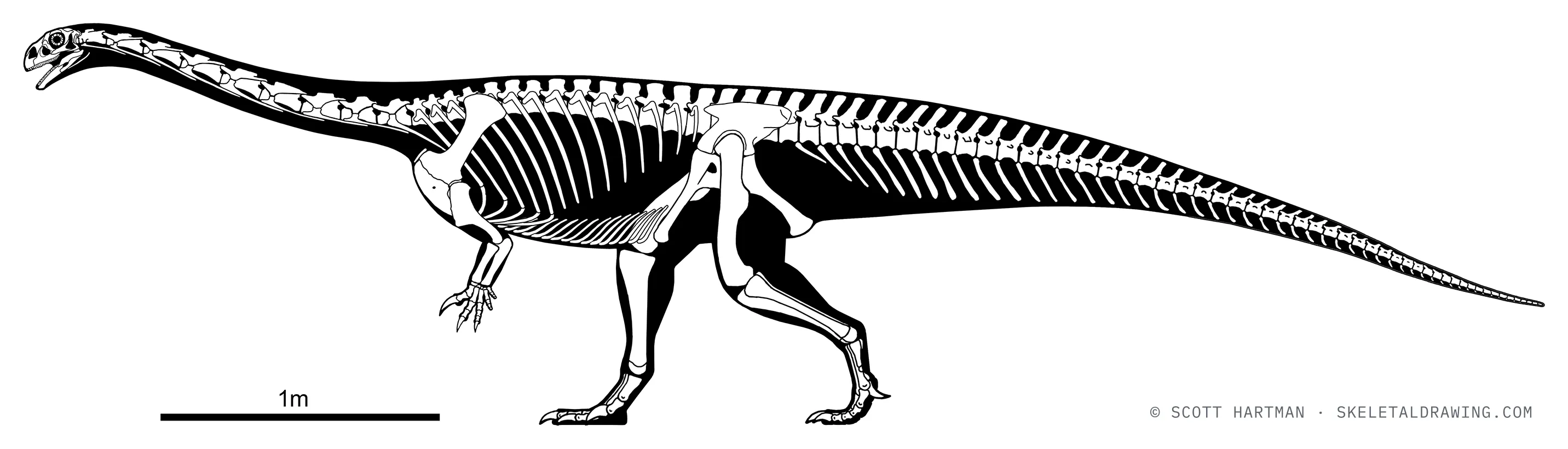 Massospondylus carinatus skeletal reconstruction, left lateral view, reconstructed length ~5.5 m.