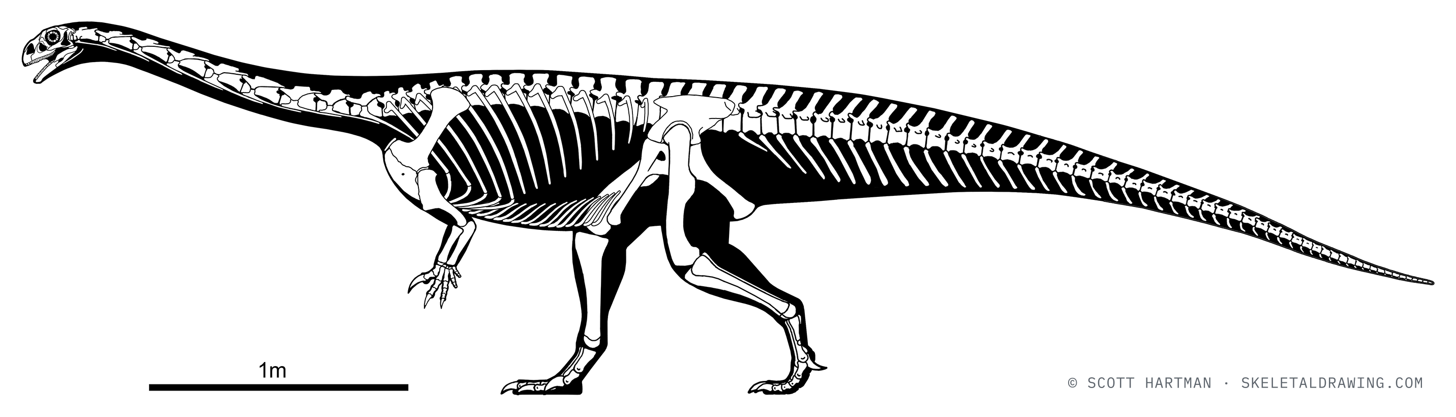 Massospondylus carinatus skeletal reconstruction, left lateral view, reconstructed length ~5.5 m.