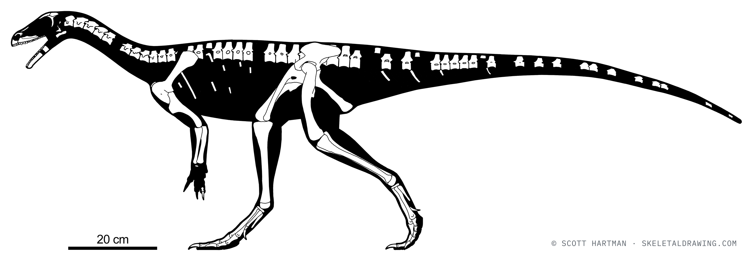 Known skeletal material of Mbiresaurus raathi — elements preserved in the specimen drawn in white against a black body silhouette.
