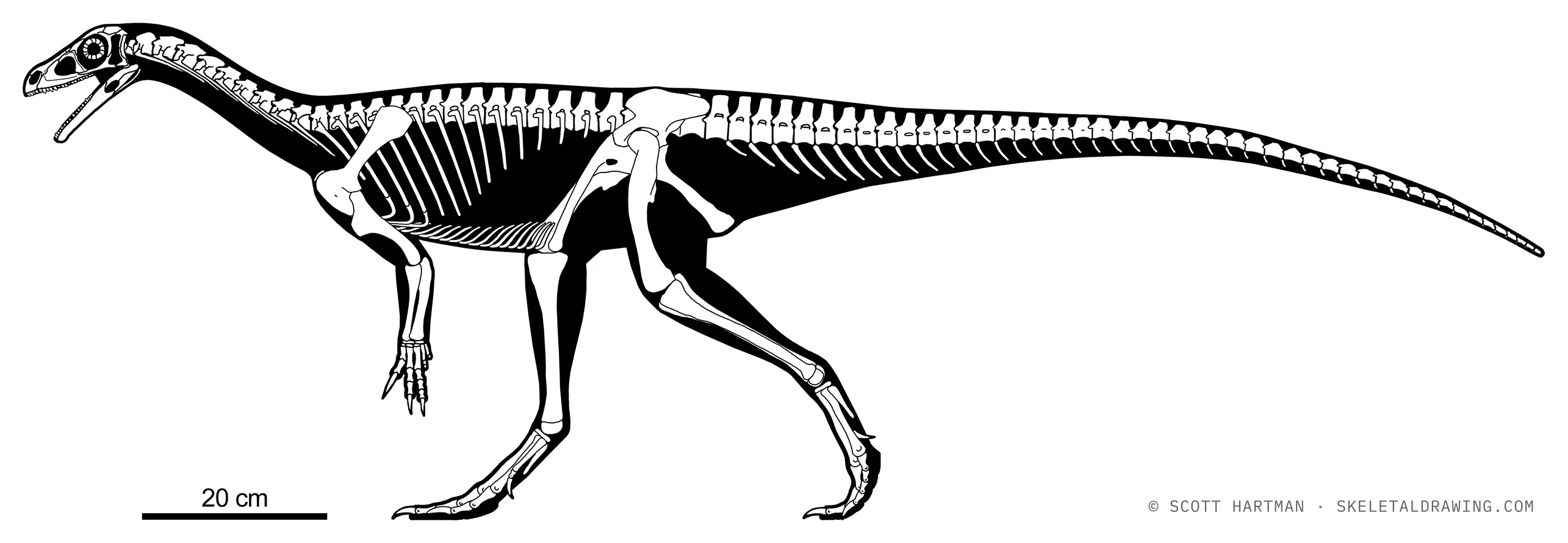 Mbiresaurus raathi skeletal reconstruction, left lateral view, reconstructed length 80 cm.