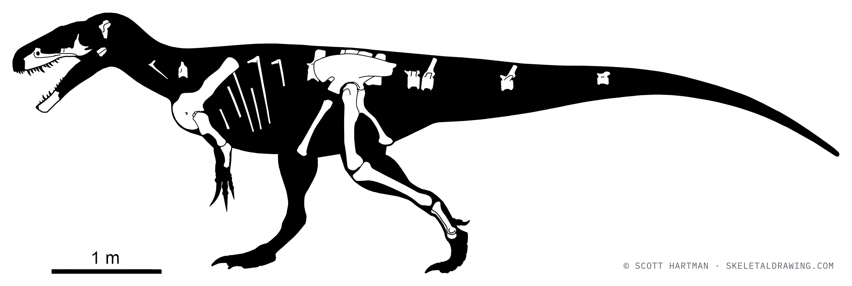 Known skeletal material of Megalosaurus bucklandi: preserved elements shown in white against a black body silhouette.