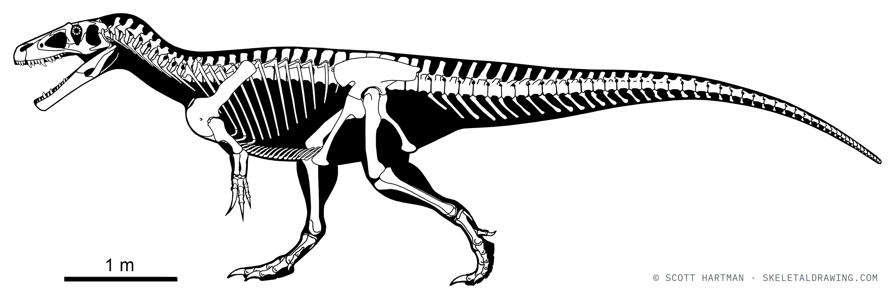 Megalosaurus bucklandi skeletal reconstruction, left lateral view, reconstructed length ~8 m.