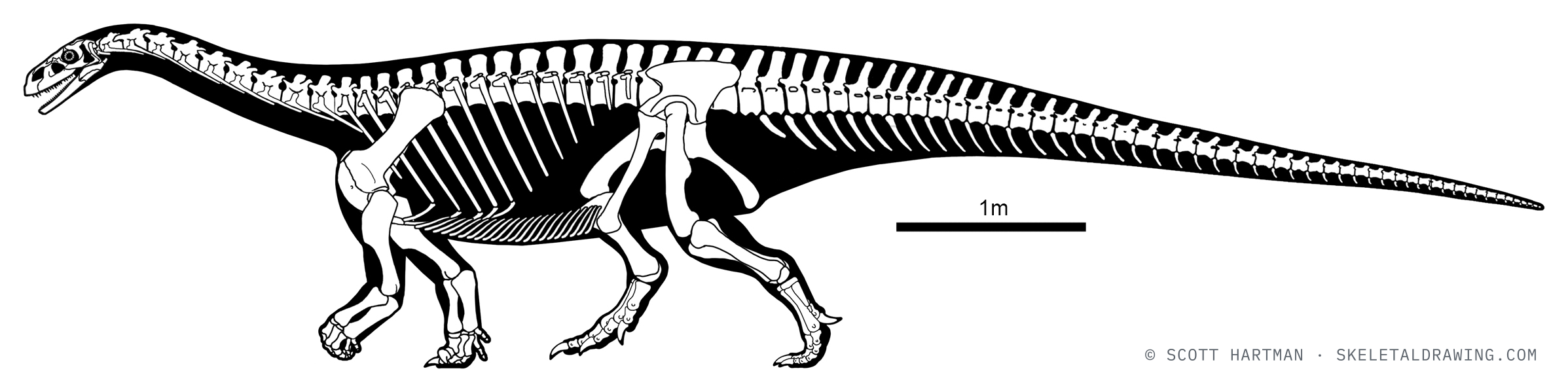 Melanorosaurus readi skeletal reconstruction, left lateral view, reconstructed length ~8 m.