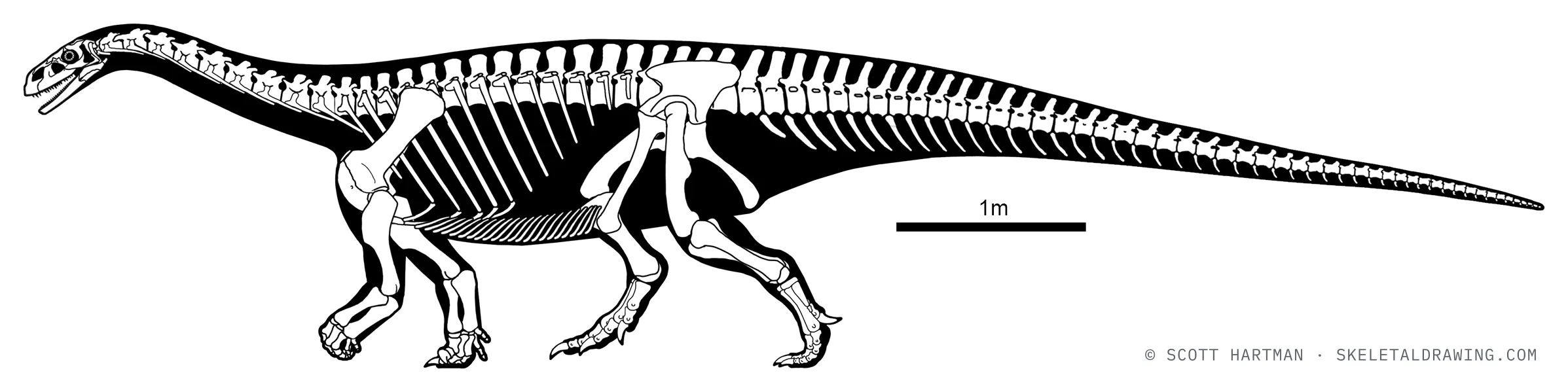 Melanorosaurus readi skeletal reconstruction, left lateral view, reconstructed length ~8 m.